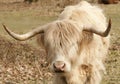 Young highland bull Royalty Free Stock Photo