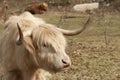 Young highland bull Royalty Free Stock Photo