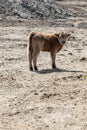 A young highland calf