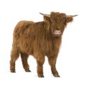 Young Highland Cow Royalty Free Stock Photo