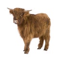 Young Highland Cow Royalty Free Stock Photo