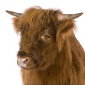 Young Highland Cow Royalty Free Stock Photo
