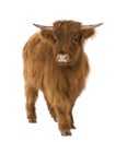 Young Highland Cow Royalty Free Stock Photo