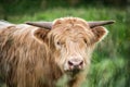 Young highland cow with long hair and small horns grazing in a meadow in Northern Scotland Royalty Free Stock Photo