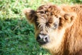 Young of highland cow in mountain meadows Alto Adige Italy Royalty Free Stock Photo