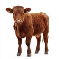 Young Highland Cow Studio Shot Brown Fur White Background Royalty Free Stock Photo