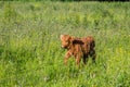 Young highland cow walking Royalty Free Stock Photo