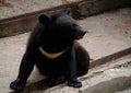 Young Himalayan Bear. The largest Asiatic black bear Royalty Free Stock Photo