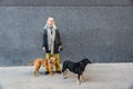 Young hippie animal lover woman having trouble holding two excited adopted dogs on a leash. Hipster cool female with her two