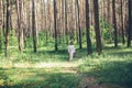 Young hippie woman walks in the summer forest laughs dances and enjoys life and nature Royalty Free Stock Photo
