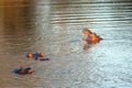 Young Hippo with other hippos in a lake in Africa Royalty Free Stock Photo