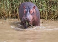 Young Hippopotamus standing in shallow water feeding