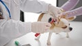 Young hispanic woman with chihuahua dog veterinarian examining dog with otoscope at veterinary clinic