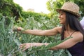 Young latin female farmer harvesting artichokes in an urban garden.