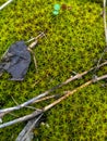 young holly moss of bright green color Royalty Free Stock Photo