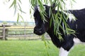 Young holstein calf with willow tree brances blowing across his face Royalty Free Stock Photo