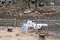 Dairy herd rests behind piles of rocks and stones with a pen of calves in the forefront