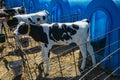 Young Holstein Freisian calves in blue calf-house at diary farm Royalty Free Stock Photo