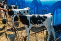 Young Holstein Freisian calves in blue calf-house at diary farm