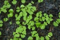 Young holy basil, Ocimum tenuiflorum, plant in pot