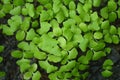 Young holy basil, Ocimum tenuiflorum, plant in pot