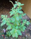 Young holy basil plant in garden soil