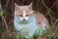 Young homeless cat is hunting on spring grass Royalty Free Stock Photo