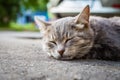 Young Homeless Cat Sleeps On Road Outdoors Close Up Royalty Free Stock Photo
