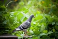 young homing pigeon bird on ground with green peanut plant background