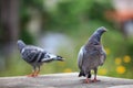 young homing pigeon bird on home loft with green environment background Royalty Free Stock Photo