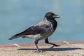 Young hooded crow bird walking Royalty Free Stock Photo