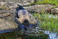 Young Hooded Crow, Corvus Cornix Drinking Royalty Free Stock Photo