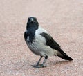 A young hooded crow Royalty Free Stock Photo