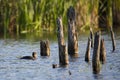 Young hooded merganser floating on the LÃÂ©on-Provancher marsh Royalty Free Stock Photo