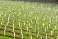 Young hop fields for the local beer brewery at the Dutch countryside around Slenaken Royalty Free Stock Photo