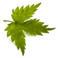 Young hops leaves closeup, isolated on white background Royalty Free Stock Photo