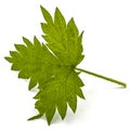 Young hops leaves closeup, isolated on white background Royalty Free Stock Photo