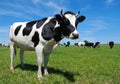 Young horned cow on the grassland Royalty Free Stock Photo