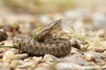 Young horned european viper on ground