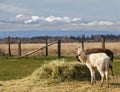 Young horned fallow deer Royalty Free Stock Photo