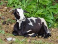 A young horned goat posing for a photo in the middle of the mountain Royalty Free Stock Photo