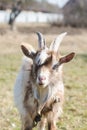 Young horned goat with white and brown fur on a pasture on a bright sunny day Royalty Free Stock Photo