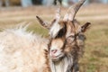 Young horned goat with white and brown fur on a pasture on a bright sunny day Royalty Free Stock Photo