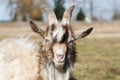 Young horned goat with white and brown hair on a pasture on a bright sunny day Royalty Free Stock Photo