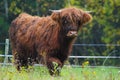 Young horned Highland cow in the meadow Royalty Free Stock Photo