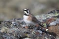 Young Horned Lark (or shore lark) showing off