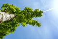 A young horse chestnut full of leaves and fruits seen from