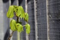 Young horse chestnut tree against grey background with copy space