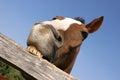 Young horse chewing fence at farm summertime funny scene Royalty Free Stock Photo