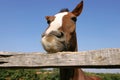 Young horse chewing fence at farm summertime funny scene Royalty Free Stock Photo